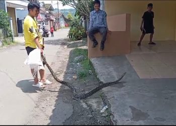 Warga Kampung Bojong Setra Cibadak di Gegerkan Kemunculan Ular Sanca 3 meter