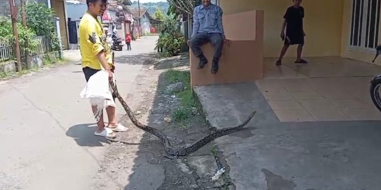Warga Kampung Bojong Setra Cibadak di Gegerkan Kemunculan Ular Sanca 3 meter