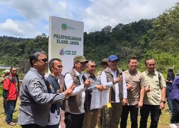Balai Besar TNGGP Lepas Liar Elang Jawa Raja Dirgantara ke Alam di Situ Gunung Sukabumi