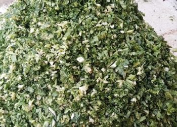 Limbah Sayuran Pasar Tradisional Palabuhanratu Diolah Jadi Pakan Fermentasi di Pratama Farm