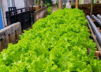 Fajar Pemuda Sukabumi Manfaatkan Botol Bekas, Kembangkan Selada Hidroponik Sejak Pandemi