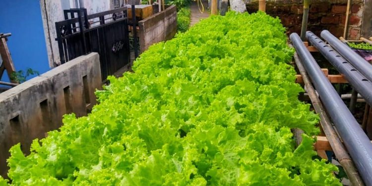 Fajar Pemuda Sukabumi Manfaatkan Botol Bekas, Kembangkan Selada Hidroponik Sejak Pandemi