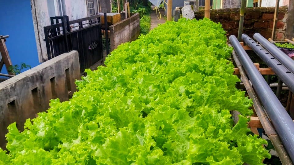 Fajar Pemuda Sukabumi Manfaatkan Botol Bekas, Kembangkan Selada Hidroponik Sejak Pandemi