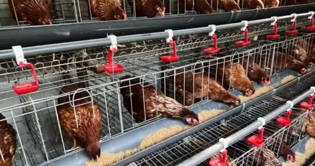 Desa Mekarjaya, Ciemas: Harmoni Agribisnis, Perkebunan dan Wisata Alam yang Menggerakkan Ekonomi Warga