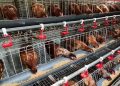 Desa Mekarjaya, Ciemas: Harmoni Agribisnis, Perkebunan dan Wisata Alam yang Menggerakkan Ekonomi Warga