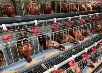 Desa Mekarjaya, Ciemas: Harmoni Agribisnis, Perkebunan dan Wisata Alam yang Menggerakkan Ekonomi Warga