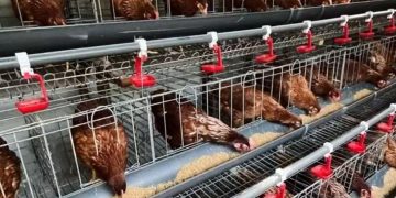 Desa Mekarjaya, Ciemas: Harmoni Agribisnis, Perkebunan dan Wisata Alam yang Menggerakkan Ekonomi Warga