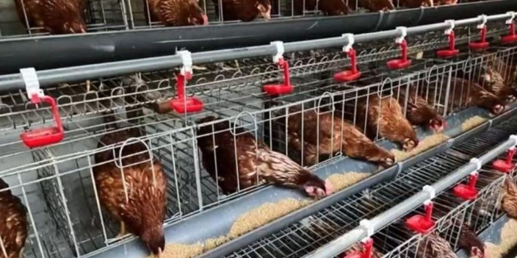Desa Mekarjaya, Ciemas: Harmoni Agribisnis, Perkebunan dan Wisata Alam yang Menggerakkan Ekonomi Warga
